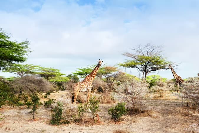 Tanzania ๐น๐ฟ safari adventure & Zanzibar beach escape